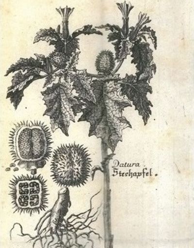 „Datura – Stechapfel“ © LB